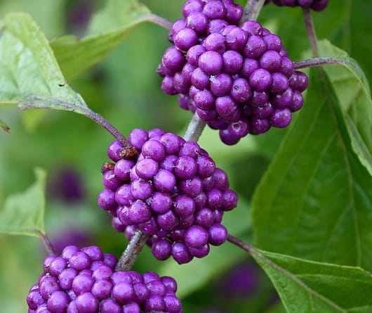 Vivid violet bunches of beautyberries