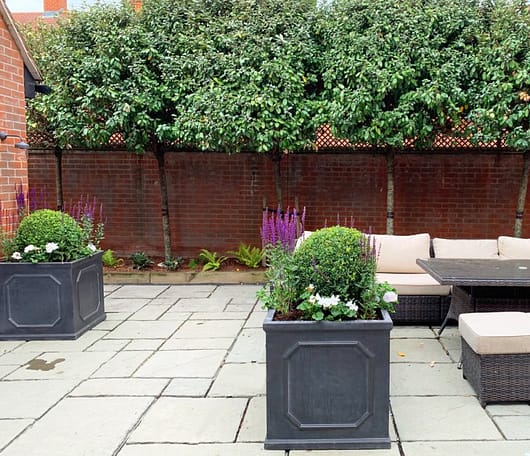 Clean-lined contemporary container planting scheme by the oxfordshire gardener