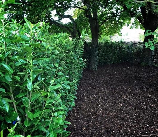 bare-root planting