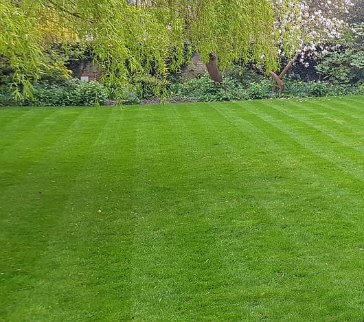 spring lawn care