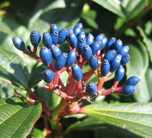 Turquoise teal berries in a cluster on viburnum davidii