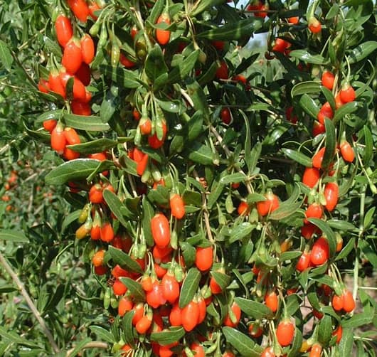 Goji Berries on the vine