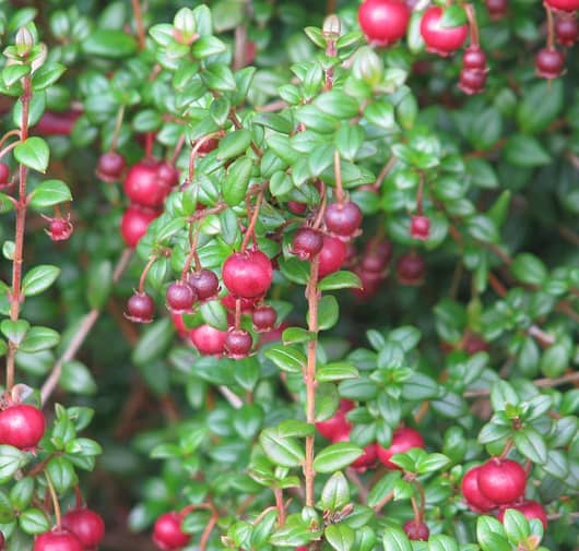 Chilean Guava Berries 