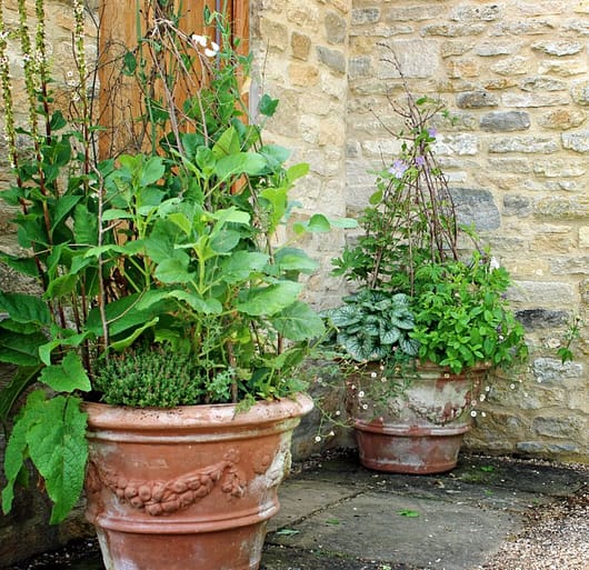 The Oxfordshire Gardener's Boho Beauty Container Scheme for sun & Shade