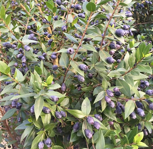 ripe black myrtle berries on a bush