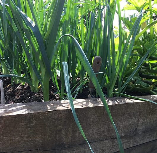 Leeks growing in a raised bed with a trowel dug in the side