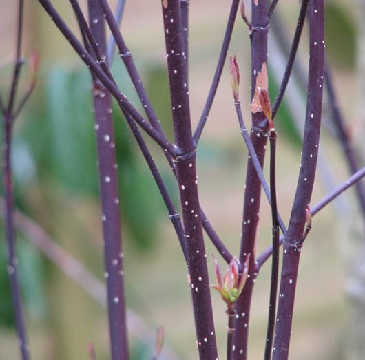 Blackish-purple stems of white dogwood 'Kesselringi' in winter