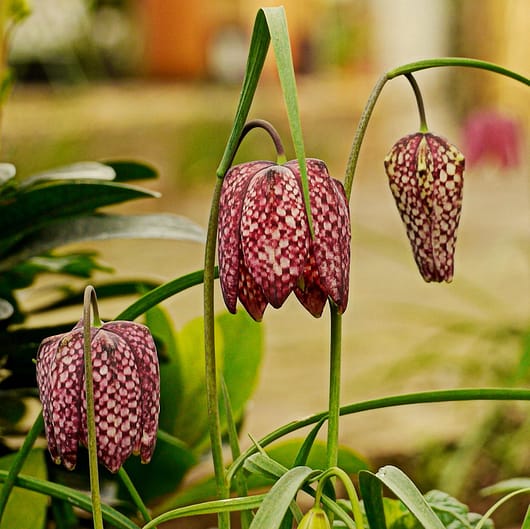 snakehead fritillary grow well in rain soaked ground