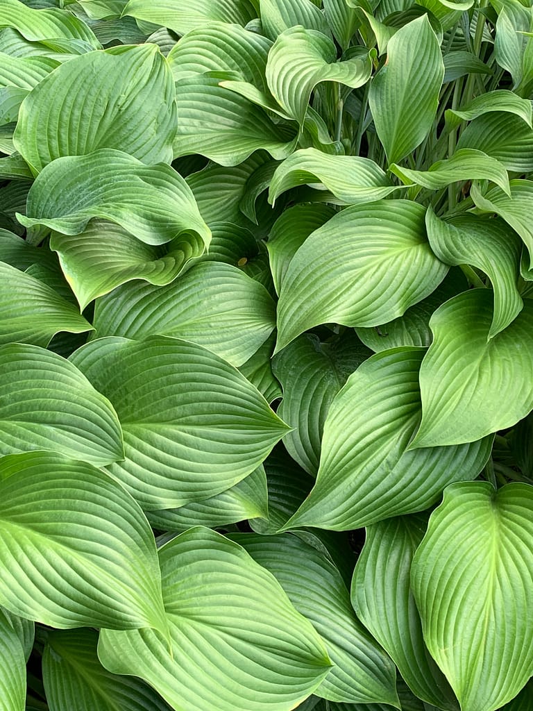 jan-canty-F3JSNa-hVvg-unsplash