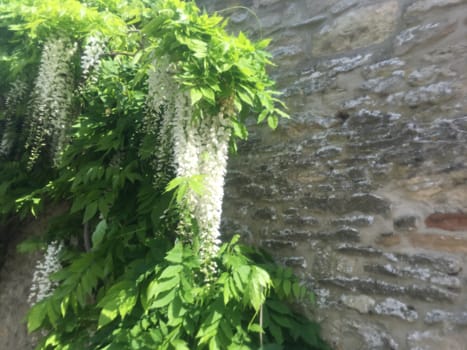 A white flowering wisteria dripping with tiny white waterfalls of flowers