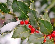 Spiky, green holly leaves with clutches of bright red berries