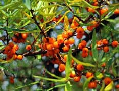 Orange berries of Sea Buckthorn against their spindley green leaves