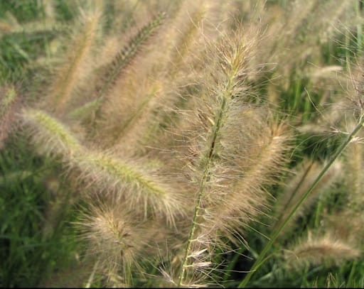 Morning light tufts of grass