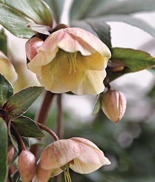 Helleborus Winter Bells