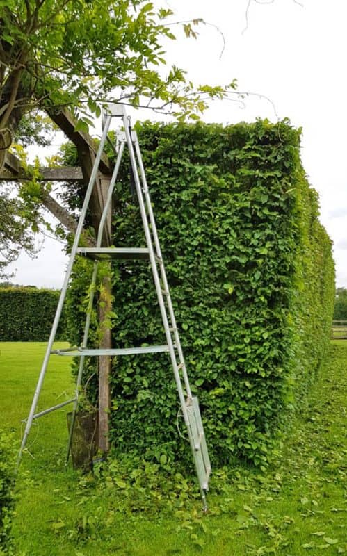 the best time of year to prune trees and hedges