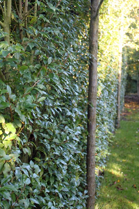 pruned trees and hedges