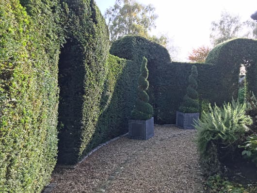 well pruned hedge