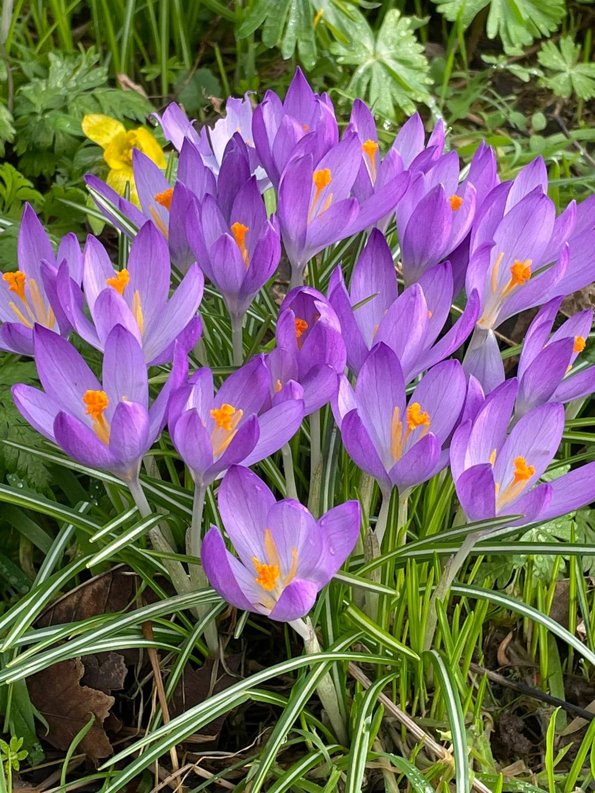 Crocus vernus shop